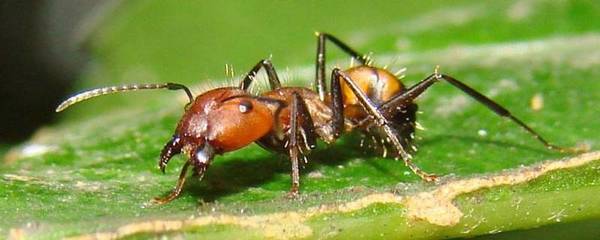 如何用蚂蚁洞辨别方向