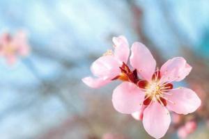 八字怎么看桃花