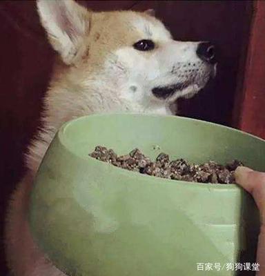 狗吃饭的盆叫什么