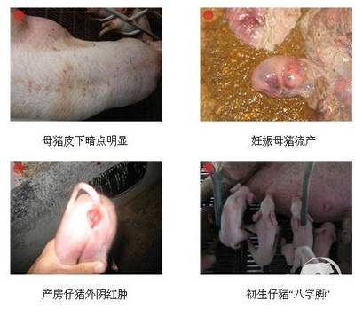 怀孕母猪呕吐怎么治疗