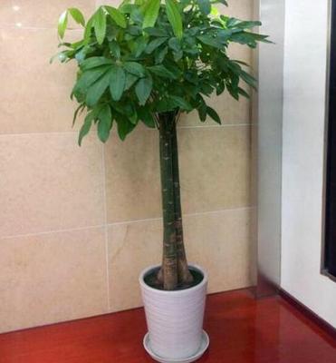 五行缺木养什么植物