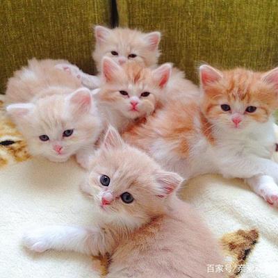 猫咪怀孕几个月生