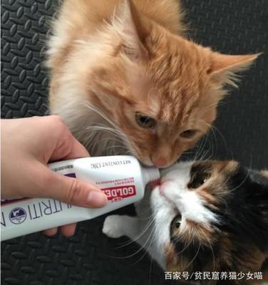 猫咪化毛膏一天吃多少合适