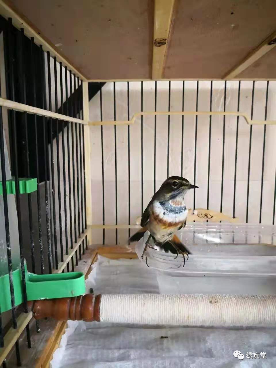 种了黄瓜被鸟吃怎么办