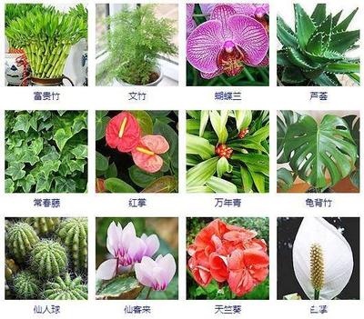 植物名字大全