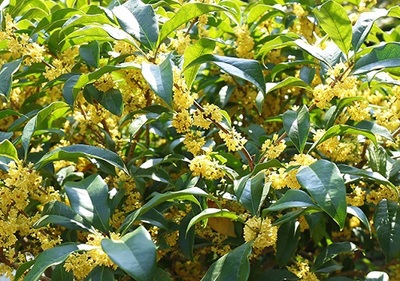桂花五行属什么