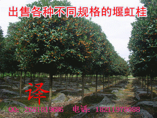 桂花树的赔偿价格表