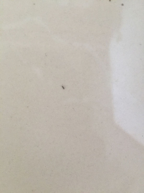 厨房有小虫怎么办