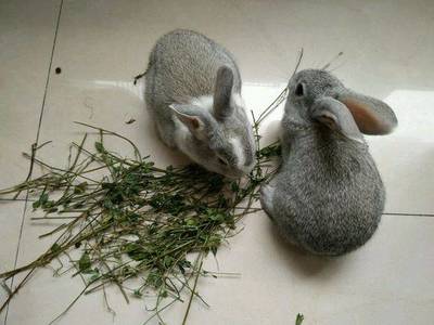 一般兔子牧草多少钱