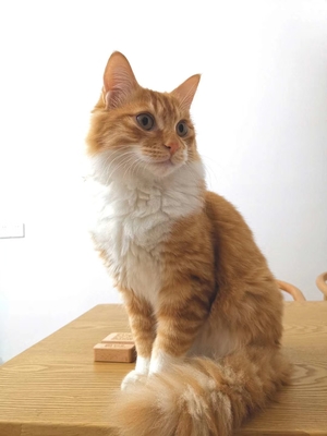 橘猫英文名