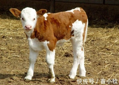 小牛犊拉稀怎么治疗