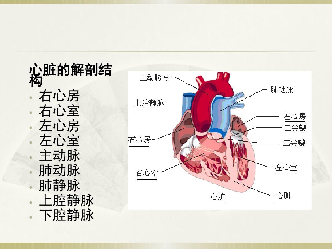 主动脉型心脏怎么治疗