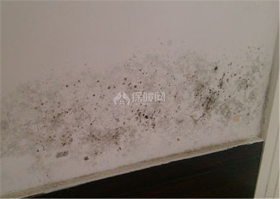 房间墙壁发霉怎么办
