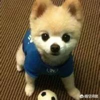 狗狗网名