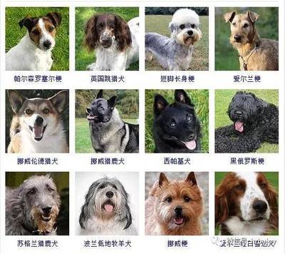 怎么给狗狗取名字好听