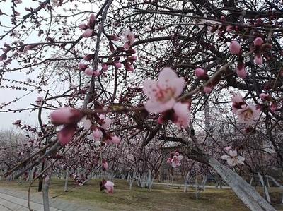 孕妇梦见桃花开