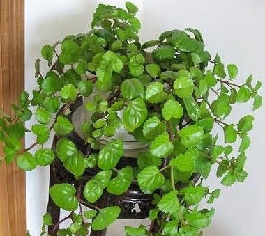 房间里放什么植物可以净化空气