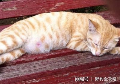 一个月会有孕吐吗