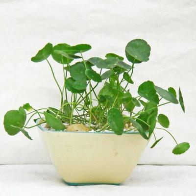 室内植物有哪些好养