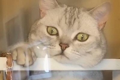 梦见猫保护自己