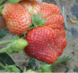 形状像鸡冠的草莓能吃吗