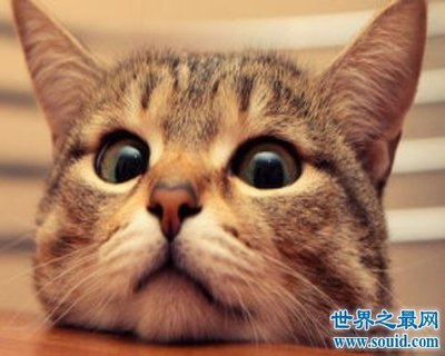 男人做梦梦见猫