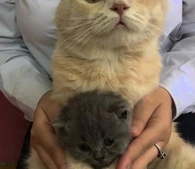 母猫怀孕
