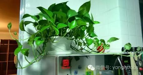 绿萝树叶子发黄怎么办