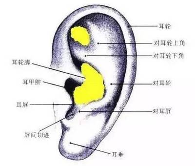 取耳软骨隆鼻疼吗