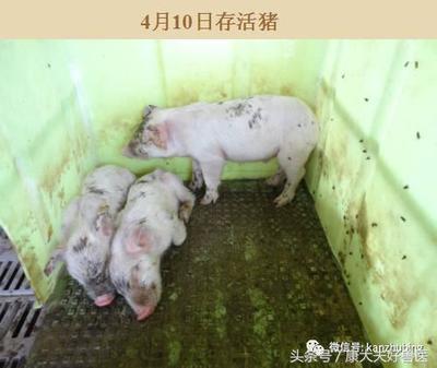 猪轮状病毒怎么治疗