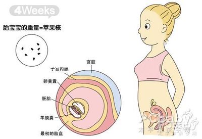 宝宝怀孕