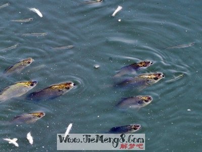 做梦在河里抓鱼