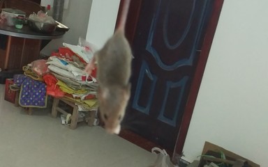卧室里有老鼠怎么办