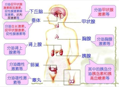下丘脑综合征怎么治疗