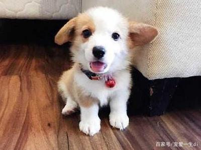 半个月不拉屎