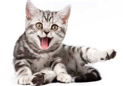 幼猫喝什么代替猫奶,以及猫可以吃的20种食物