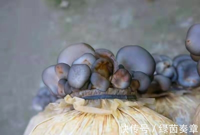 干长脚菇的做法大全家常