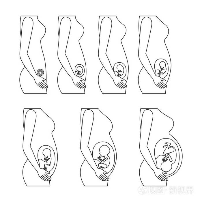 怀孕过程图