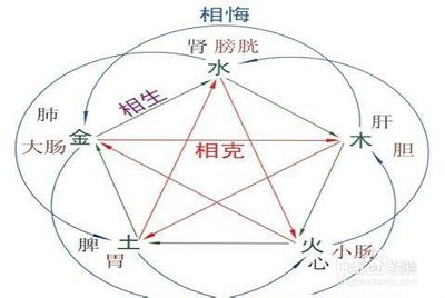 木属于五行属什么