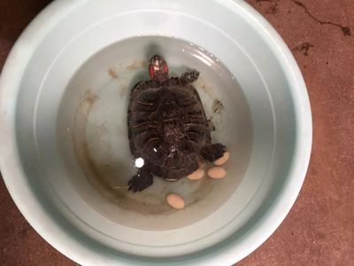 乌龟能生多少蛋
