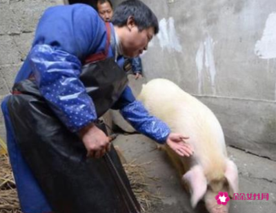 杀猪犯法吗