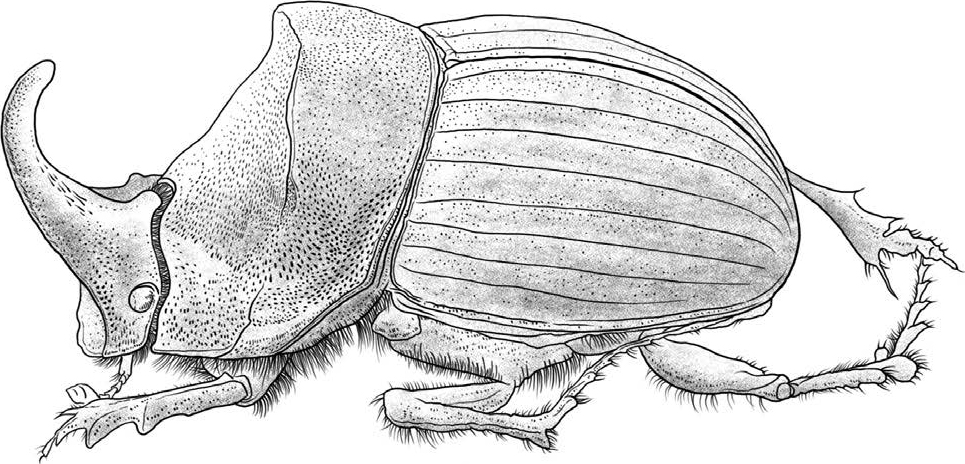 昆虫记蜣螂的外形和生活特征