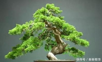 丁香对孕妇有影响吗