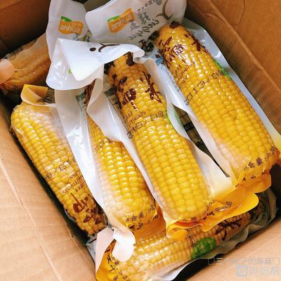 9个月宝宝能吃玉米吗