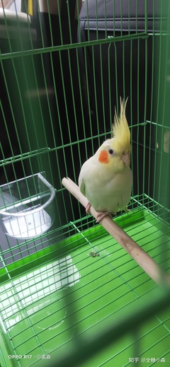 鹦鹉取名