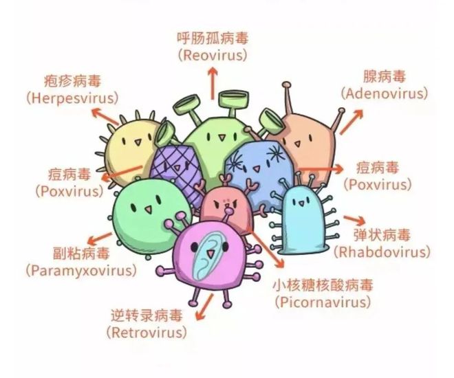 腺病毒怎么治疗效果好