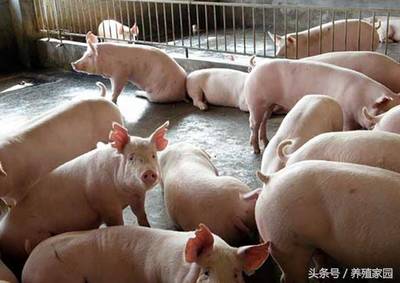 怀孕母猪咳嗽怎么治疗
