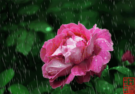 雨中送鲜花的人叫什么人