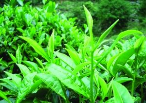 铁观音长什么样