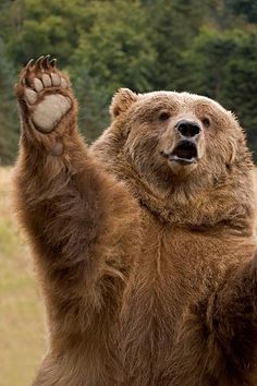 bearded bear